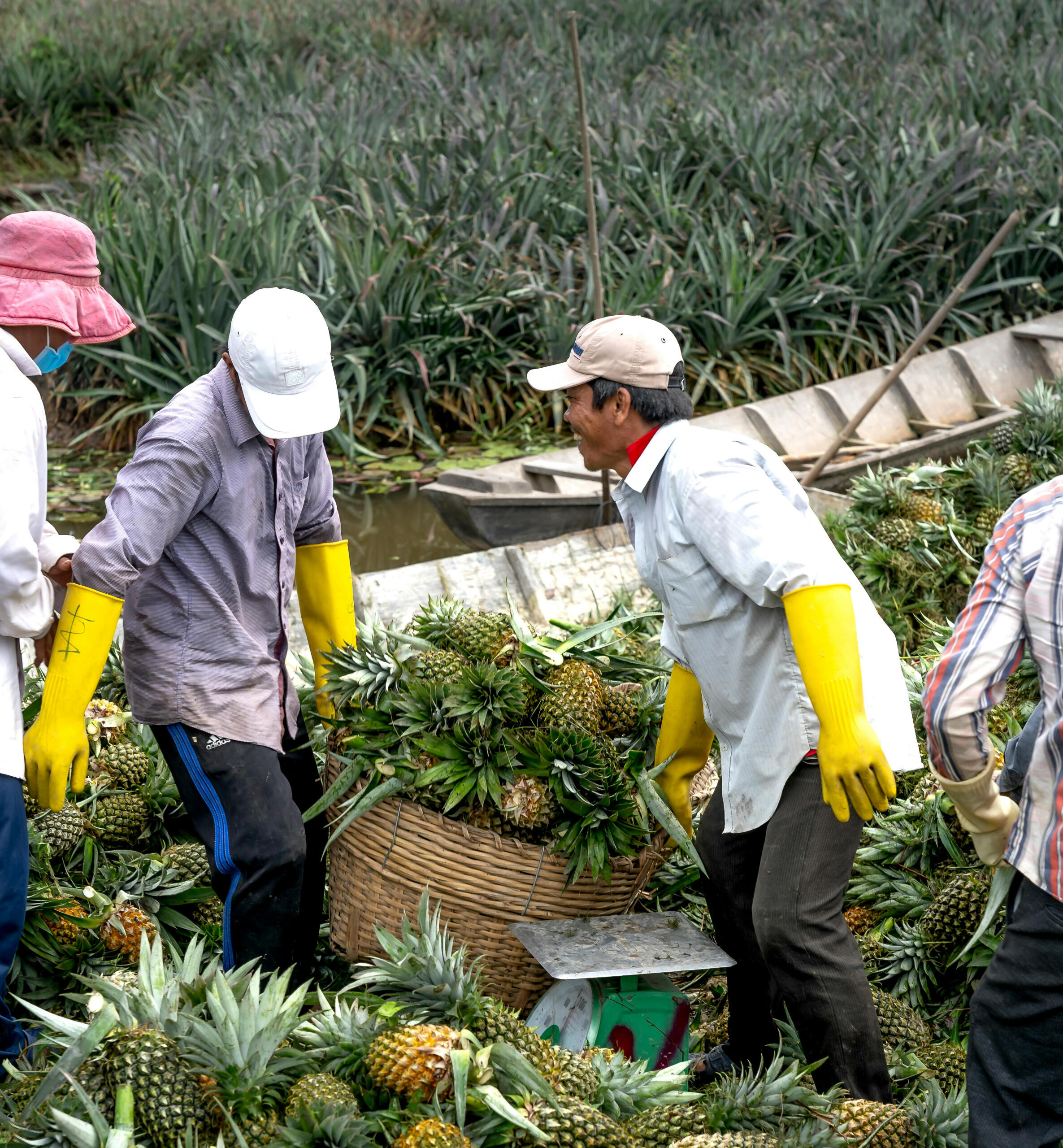 AnanaTextura - Sustainable Fabric from Pineapple Leaves